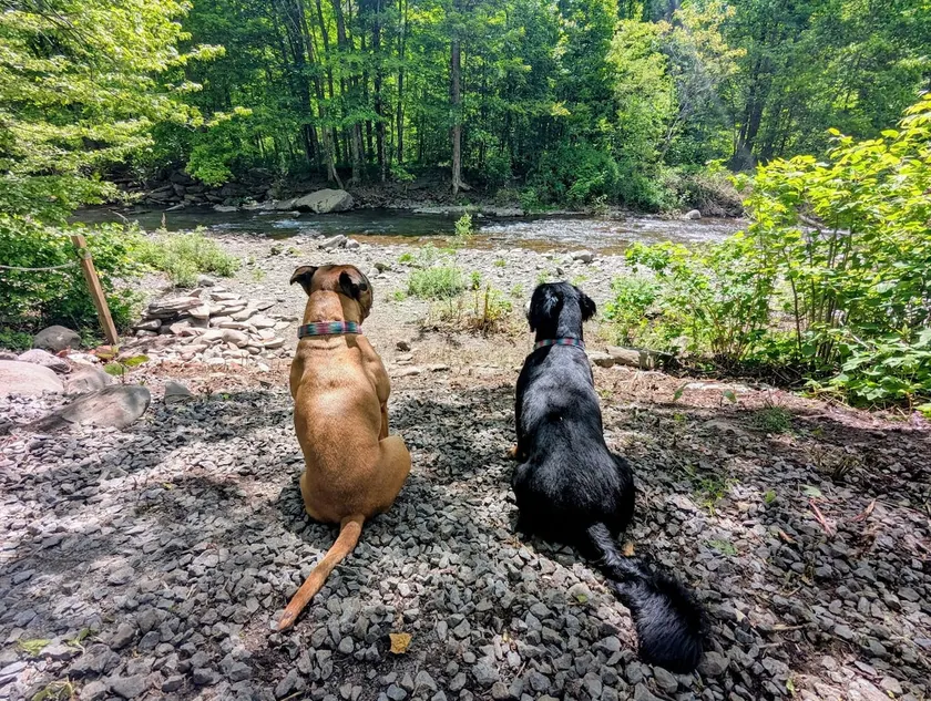 Creekside Catskills Retreat w/ Sauna & Gardens - Image 1