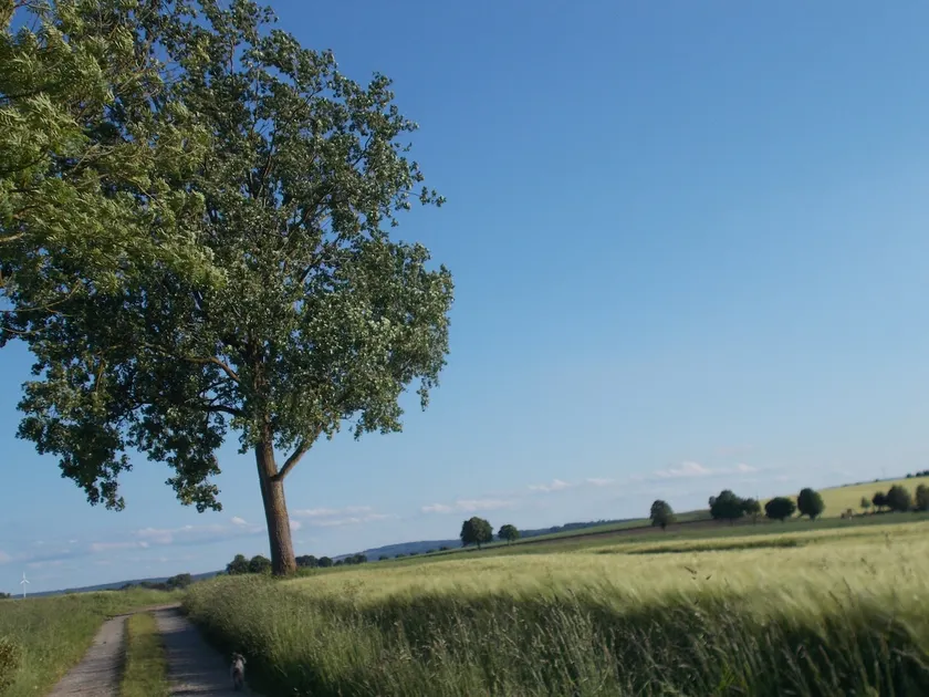 Pure nature and tranquility. Perfect for those seeking peace and quiet. - Image 1