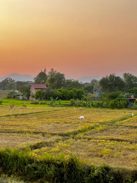 Serene Stay Balcony Ricefield - Image 1