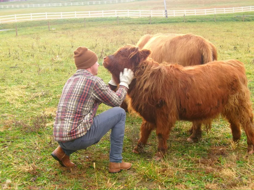 Family Farm Retreat Near Pittsburgh– Highland Cows - Image 1