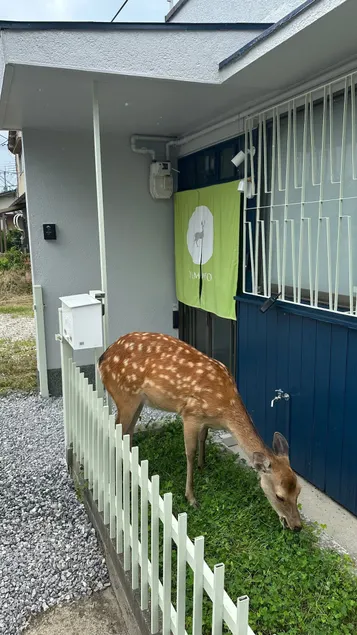 Free Carpark + Laundry (Nara Park, Deer) Yamato - Image 1