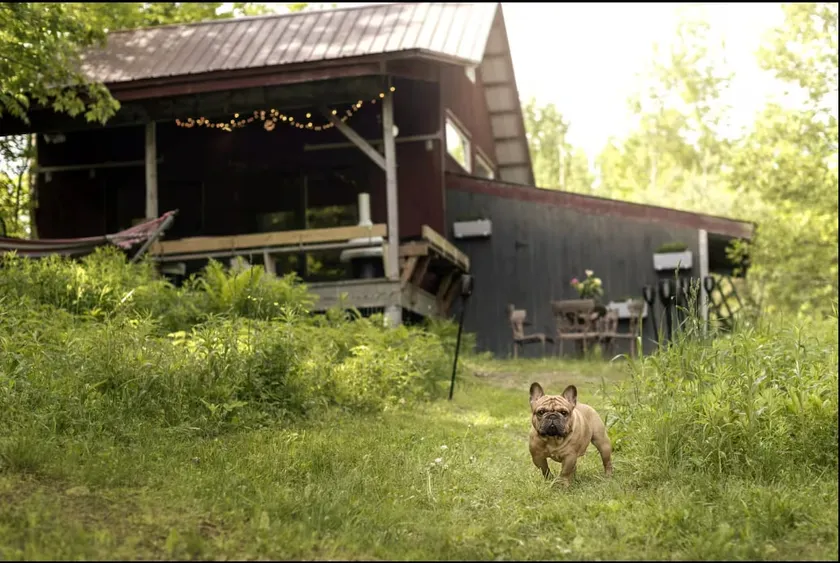 The Studio With a View. Bring your dog, too! - Image 1