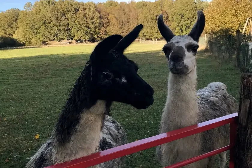 The llama farm - Image 1