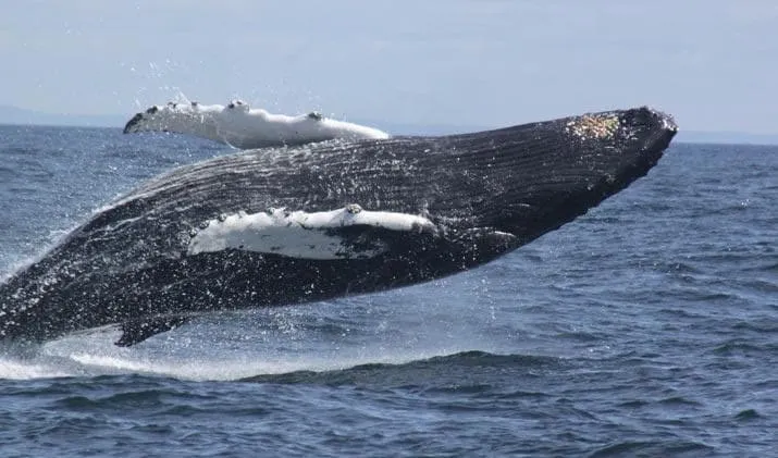 Watch The Whales From This Adorable Island Cottage - Image 1
