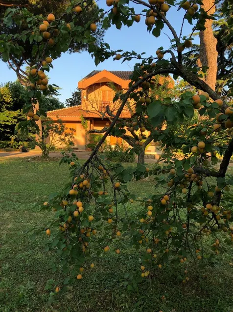 A Villa near the Lake of Castel Gandolfo - Image 1