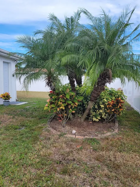 The palm trees - Image 1