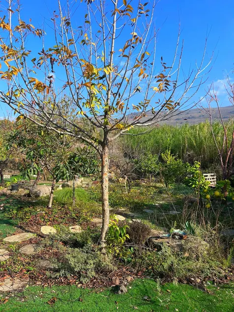 A pleasant and quiet guest unit at the foot of the Golan Heights - Image 1