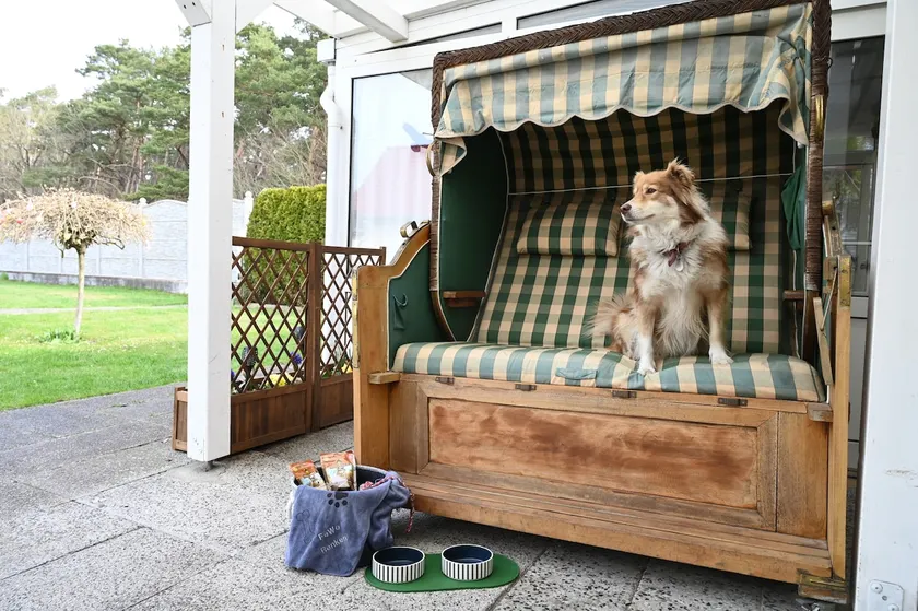 Dog-friendly holiday bungalow near forest - Image 1