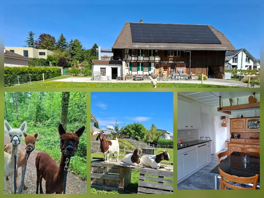 Airbnb NE12 - alpacas and the bleating of goats - Image 1