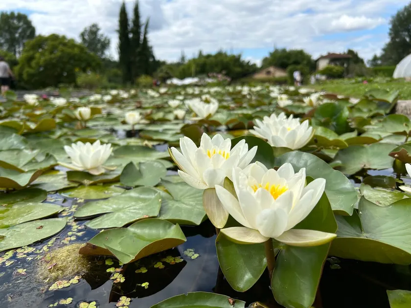 Edgard's Villa, in the water lily garden - Image 1