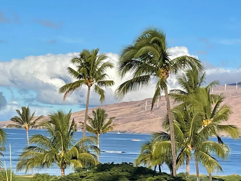 Maui Sunset A321 - Image 1