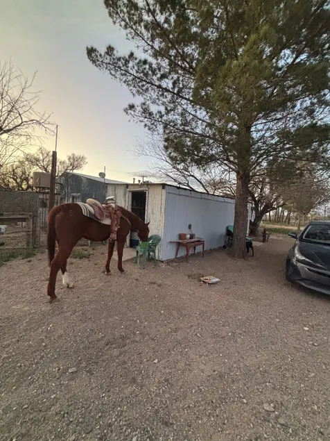 Comfy horse sanctuary guesthouse - Image 1