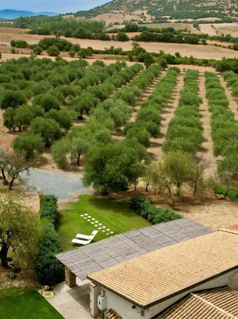 The Olive Grove - Image 1