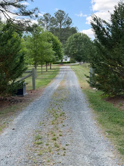North Carolina Pines - Image 1