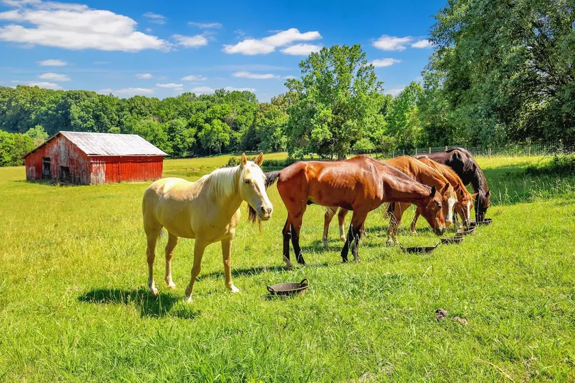 Country Living~ Horses & Wildlife (WC0058) - Image 1