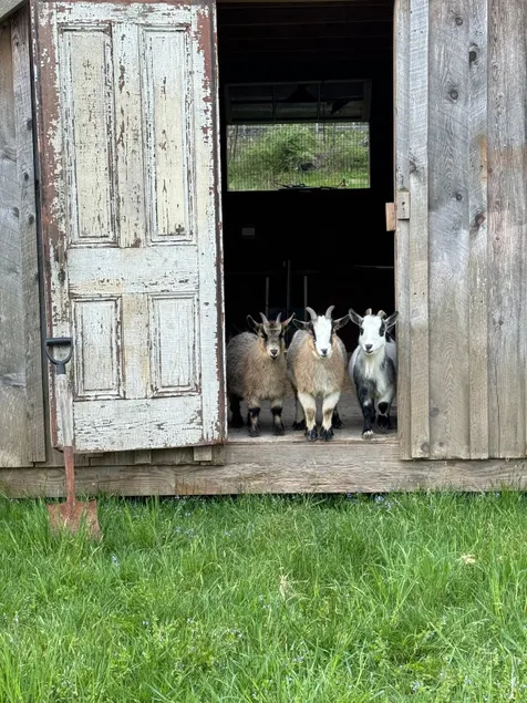 Cozy Cabin with Mini Goats & Hot tub Starlink WiFi - Image 1