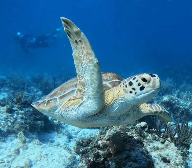 Sunsets and Turtles at Moon Bay Key Largo 24' Boat Lift - Image 1