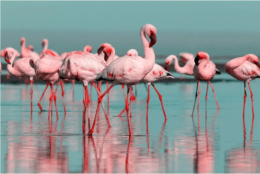 The Flamingo House - Image 1