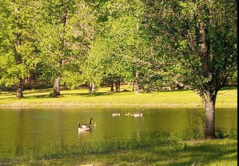 Copper Cabin (by the pond) - Image 1