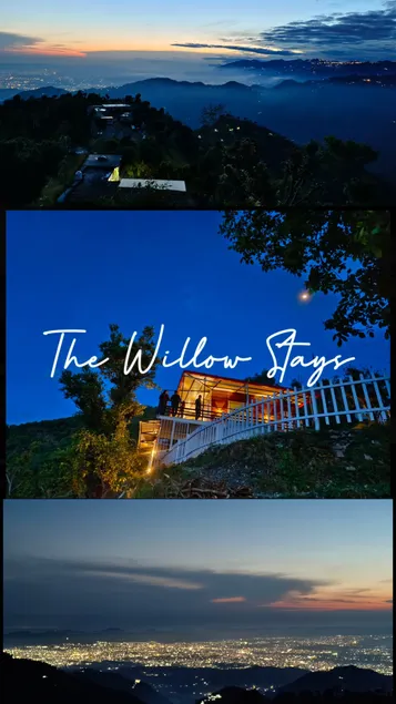 The Willow Stays - Image 1
