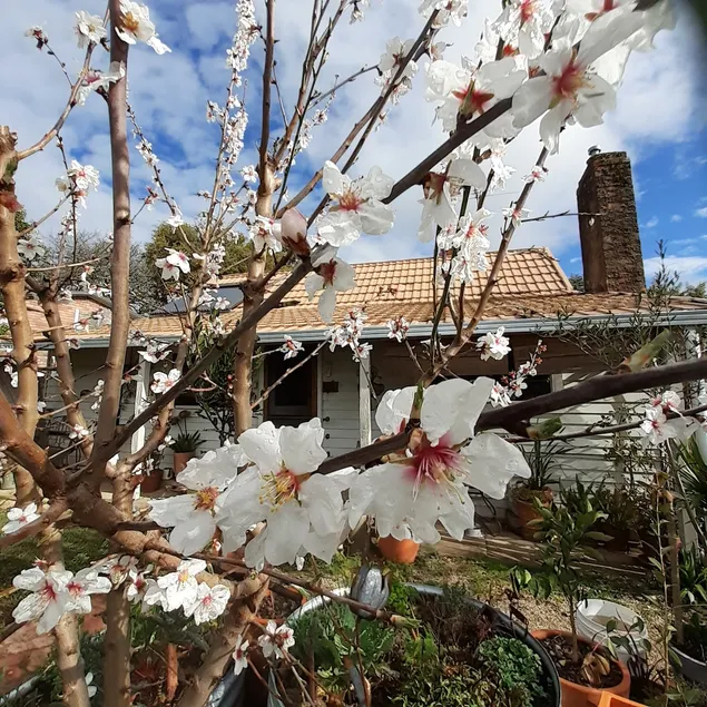 Linden Cottage - Image 1