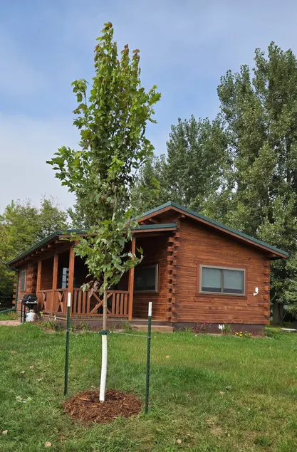 The Cabin at Lake Elsie - Image 1