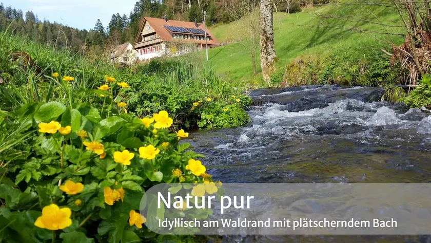 New apartment Auerhahn - Reichenbacher Hof, edge of the forest - Image 1