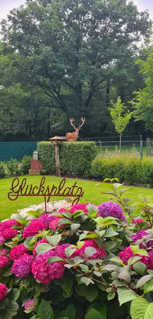 Hirschblick - Image 1