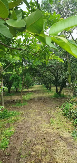 Bagicha farmstay - Image 1