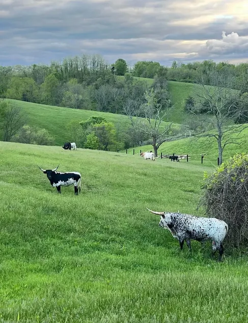 Peaceful Kentucky Ranch - Image 1
