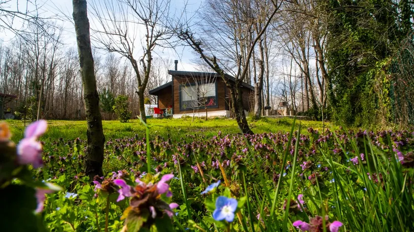 Forest House on 3-Acre Land - Image 1
