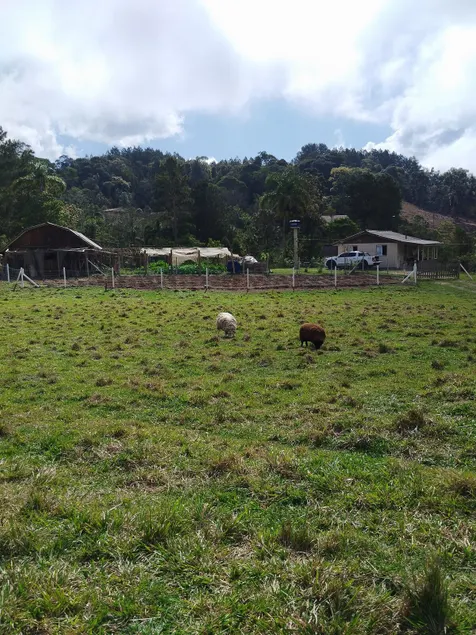 Vô Angelo's Farm - Image 1