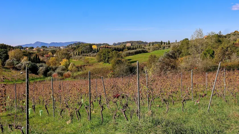 Montecarlo Vineyard - in a Tuscan Farm with Wi-Fi - Image 1