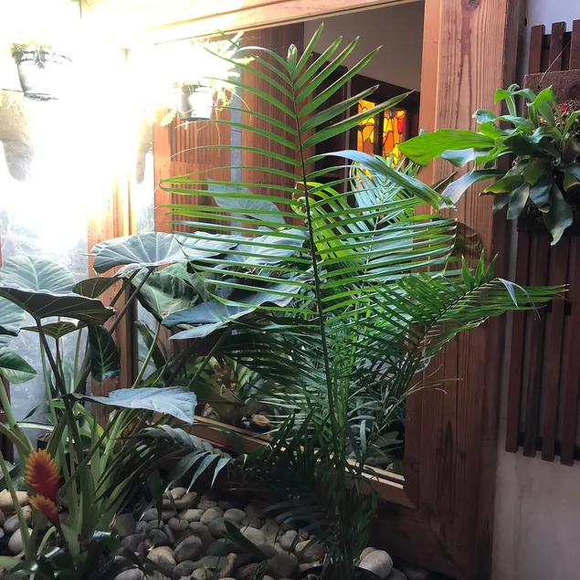 Linga Longa: Private indoor garden retreat - Image 1