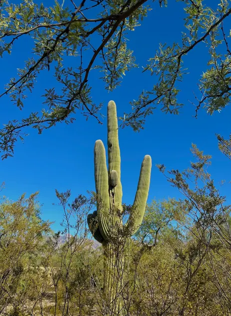 Saguaro Casita del Sol (Saguaro Casita del Sol) - Image 1