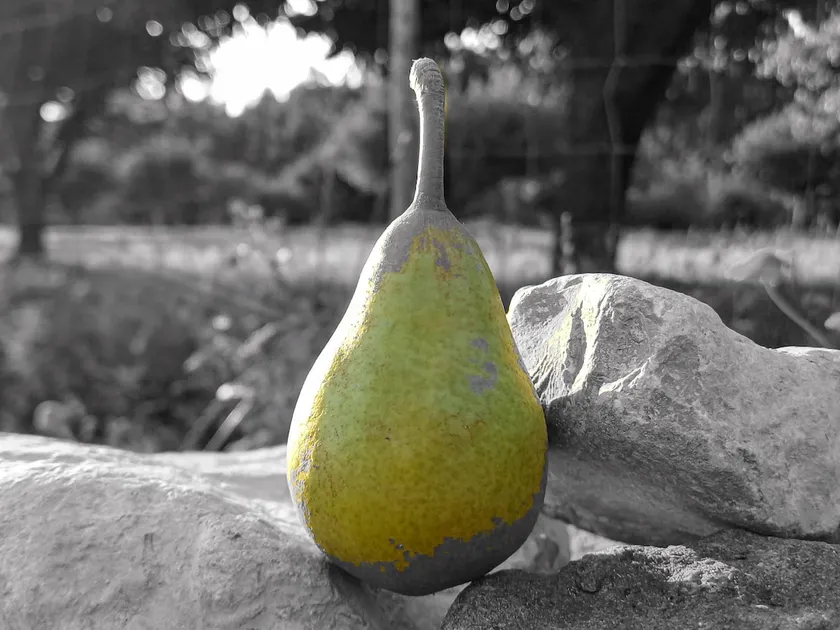 Quinta da pêra rocha - Image 1