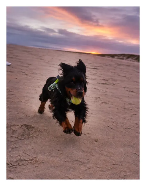 Beach 2 mins walk Family Paws&Parking. enc. garden - Image 1