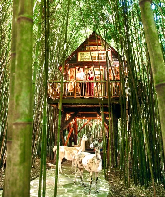 Alpaca Treehouse in the Bamboo Forest - Image 1