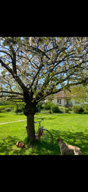 Forest house - Image 1