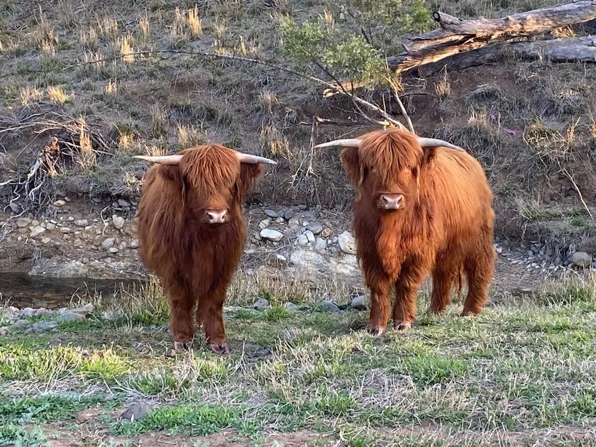 Tranquil Farm Escape with Highland Cows & Goats - Image 1