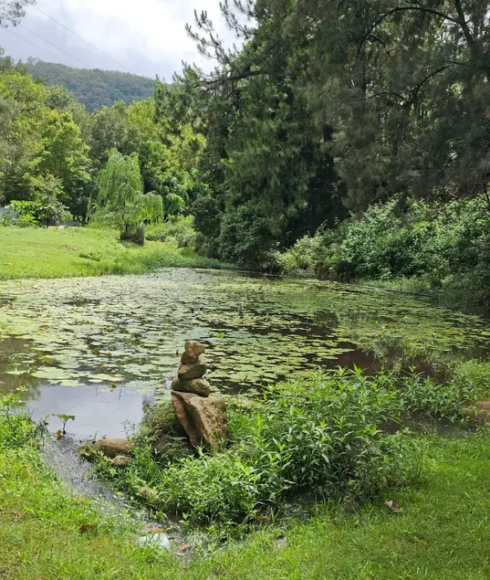 Find yourself in the Forest - Image 1