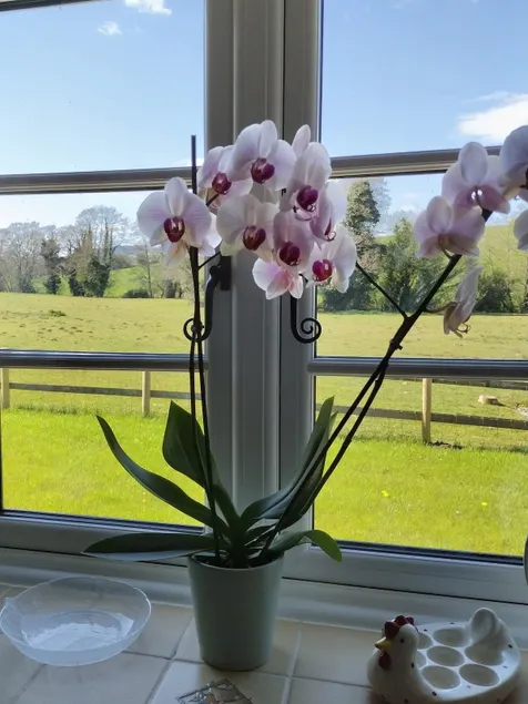 Spacious comfy and cosy ground floor private home. - Image 1