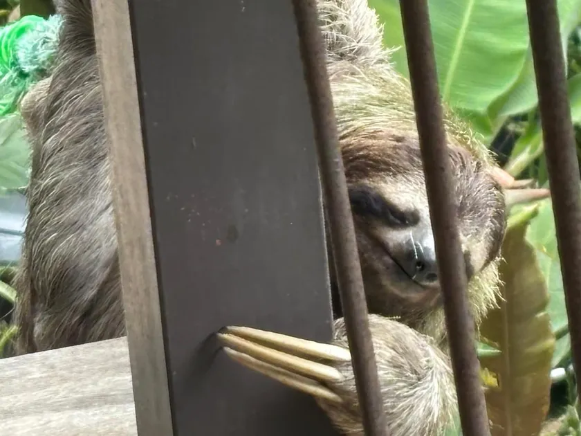 Sloth House /PooL-Jacuzzi BeacH-BirdwatchinG HaveN - Image 1