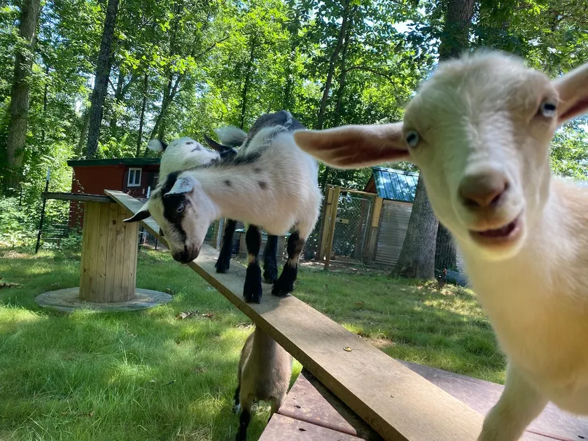Mountain Breeze Cabin! Pet Goats/Hot Tub/15 to AVL - Image 1