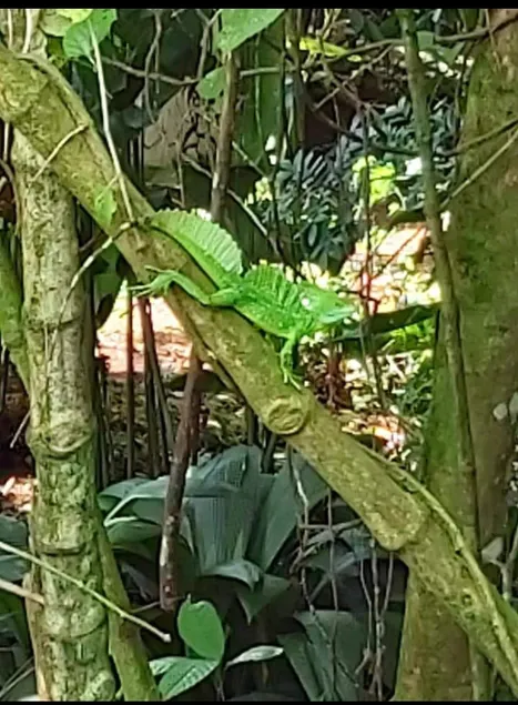 Green paradise home - Image 1