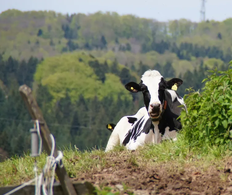 Bushof - Life in the countryside - Image 1