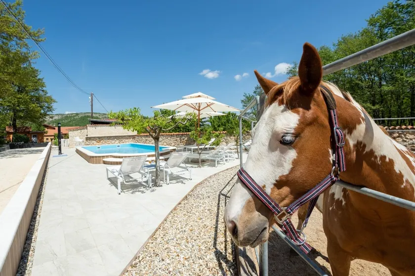 Holiday home with swimming pool, wellness, horses and donkeys - Image 1