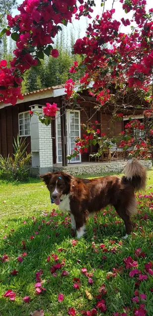 Chalet to relax with your pet 1h from SP 3 - Image 1