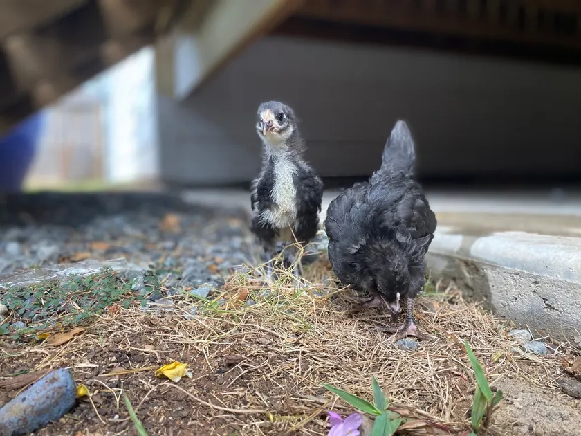 The Chicken Coop - Image 1