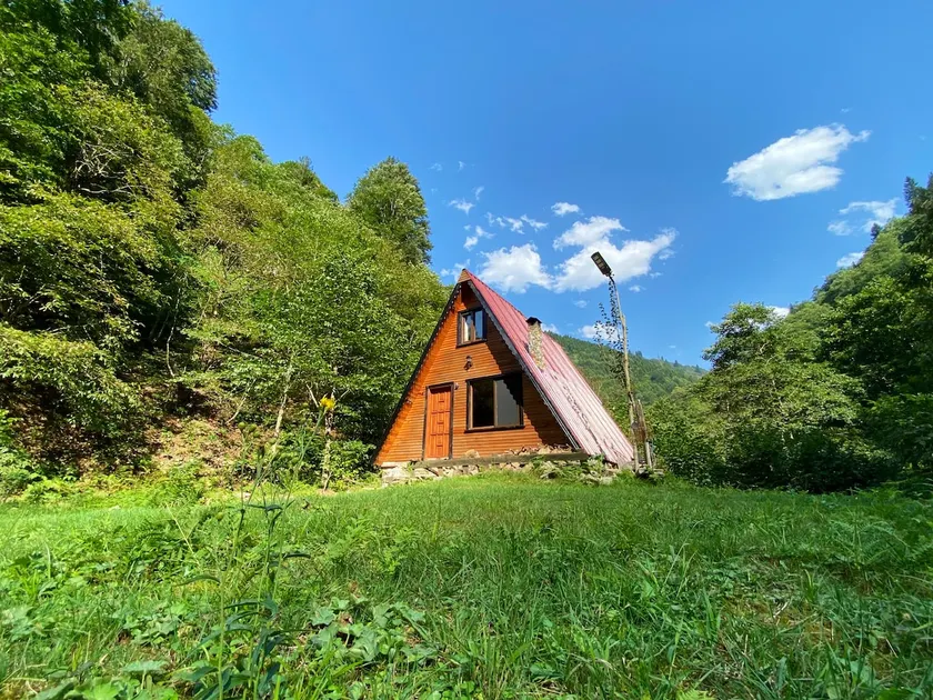 Alone in nature - Image 1